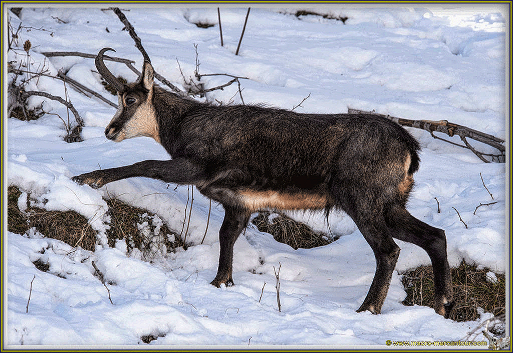 Chamois